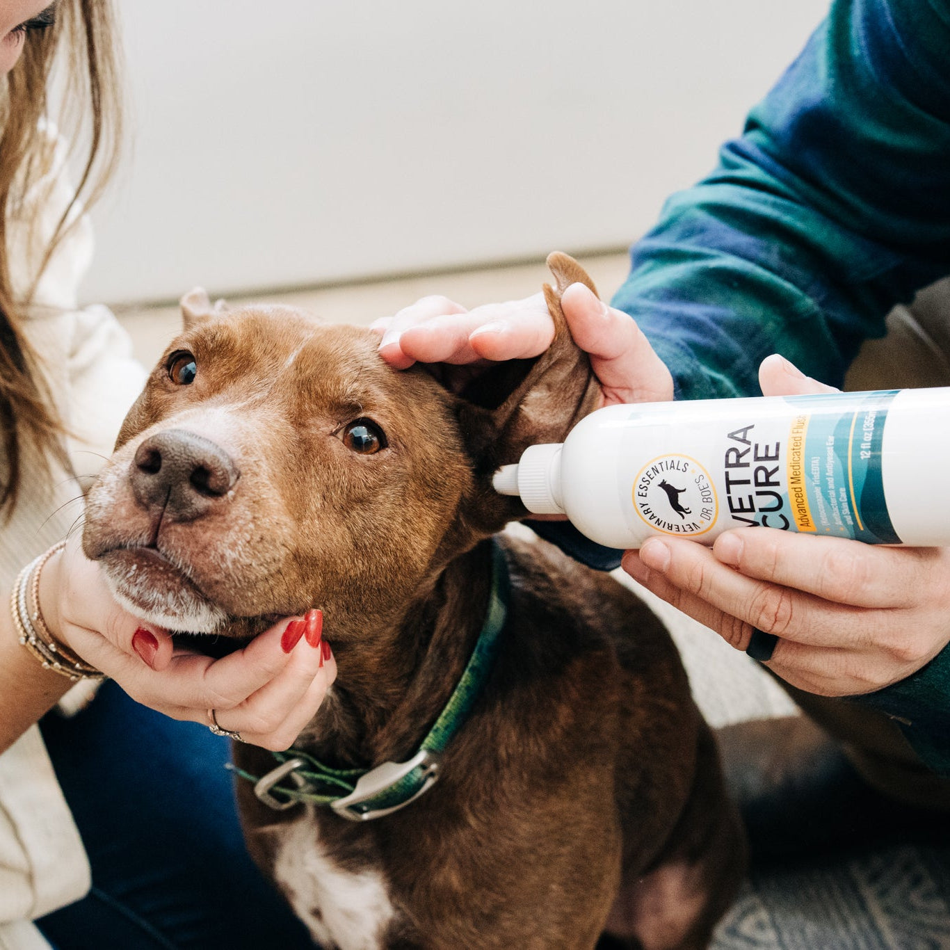 Dr. Boe's Veterinary Essentials ear wash being used on a calm dog.